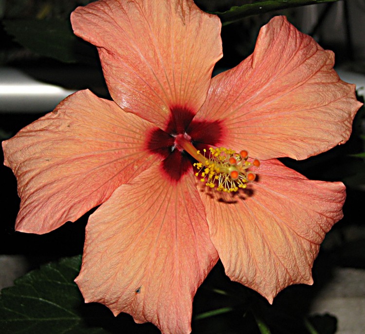 Fonds d'cran Nature Fleurs hibiscus d'un soir