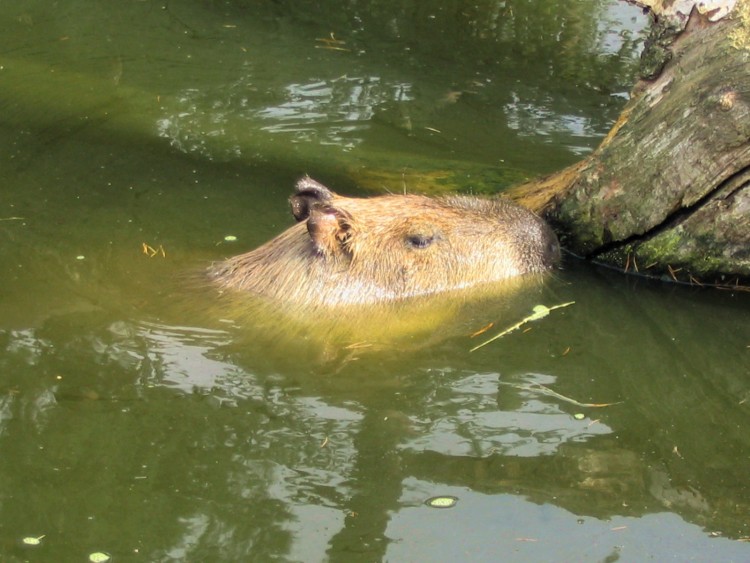 Fonds d'cran Animaux Rongeurs - Divers C'est quoi ?