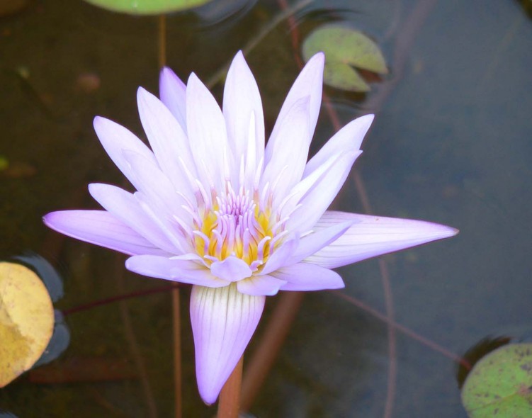 Fonds d'cran Nature Fleurs lotus