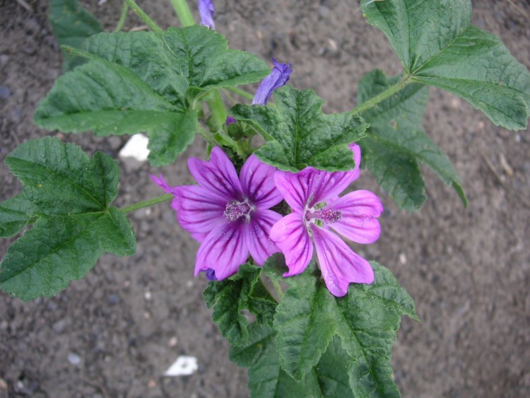 Fonds d'cran Nature Fleurs guimauve