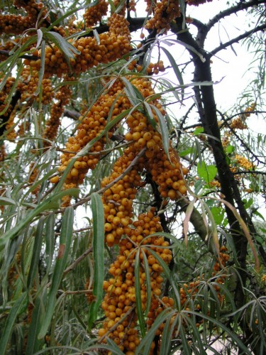 Fonds d'cran Nature Fruits Argousier en fruit