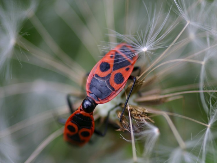 Fonds d'cran Animaux Insectes - Divers Wallpaper N115858