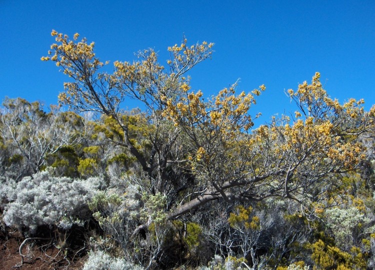 Fonds d'cran Nature Arbres - Forts Autour du Piton de La Fournaise