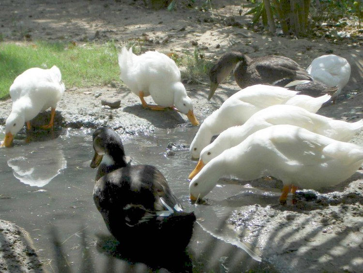 Fonds d'cran Animaux Oiseaux - Canards Apro!