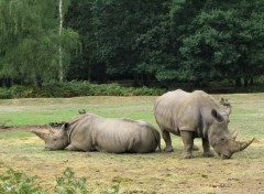 Fonds d'cran Animaux Rhino-froce ?