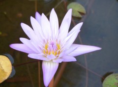 Fonds d'cran Nature lotus