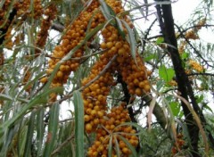 Fonds d'cran Nature Argousier en fruit