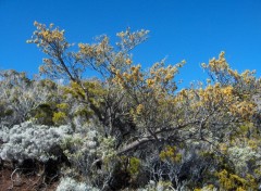 Fonds d'cran Nature Autour du Piton de La Fournaise