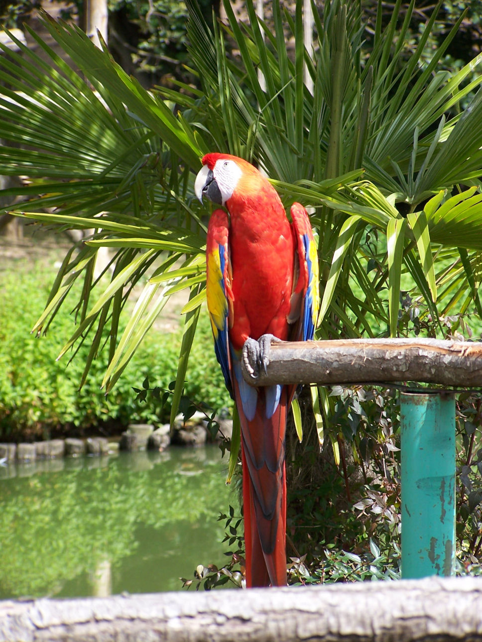 Fonds d'cran Animaux Oiseaux - Perroquets 