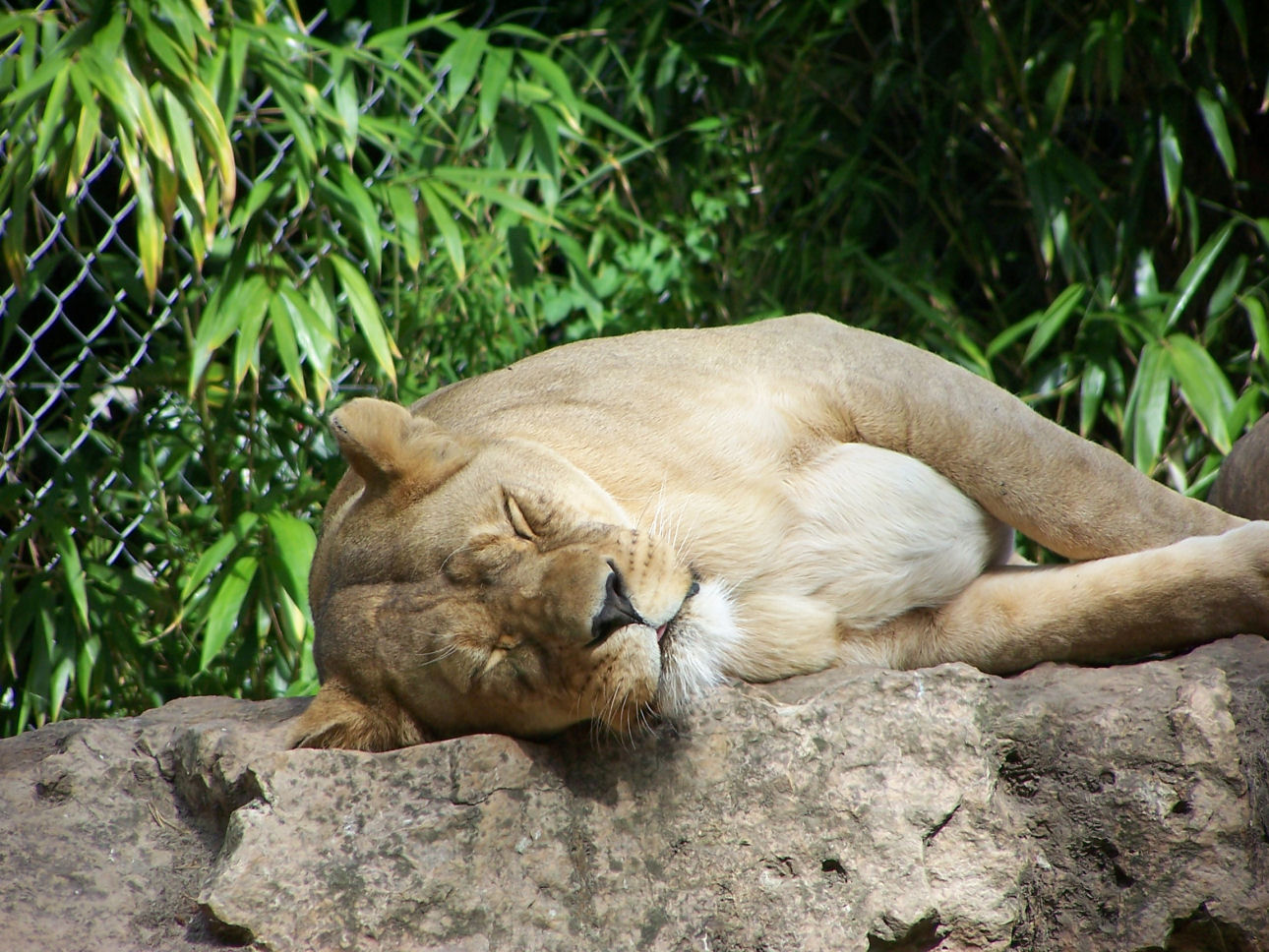 Fonds d'cran Animaux Flins - Lions La Joli chatonne ! Manque plus que le petit ronron !