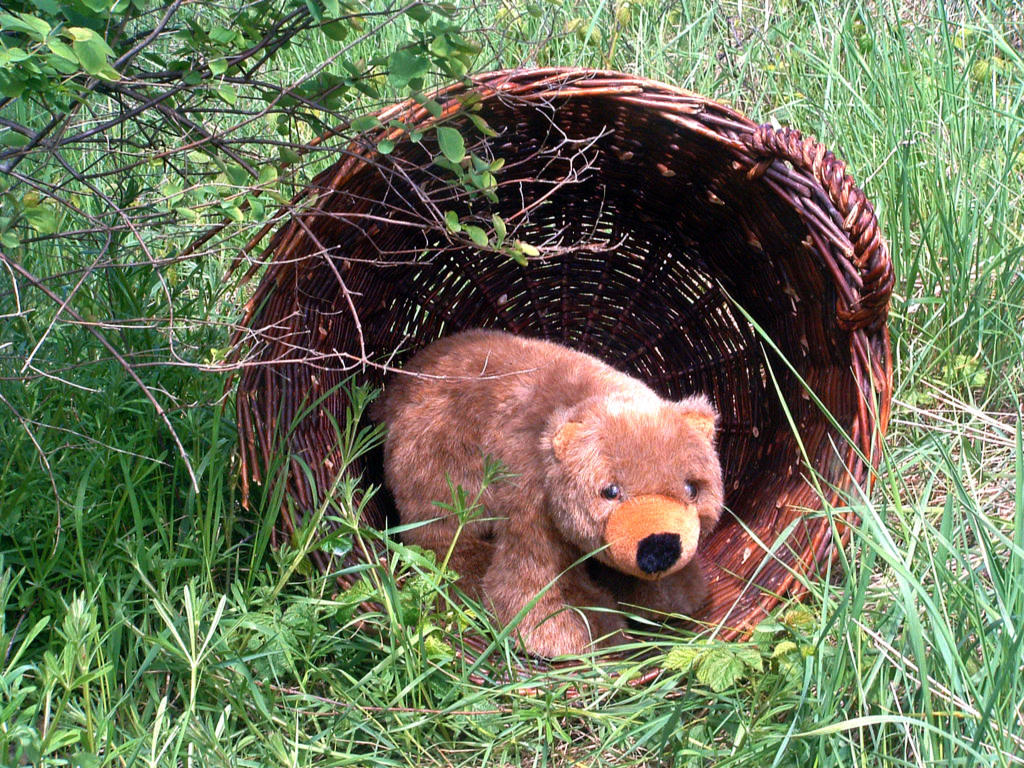 Fonds d'cran Objets Peluches Petit Ours commence  chercher un abri pour l'hiver...