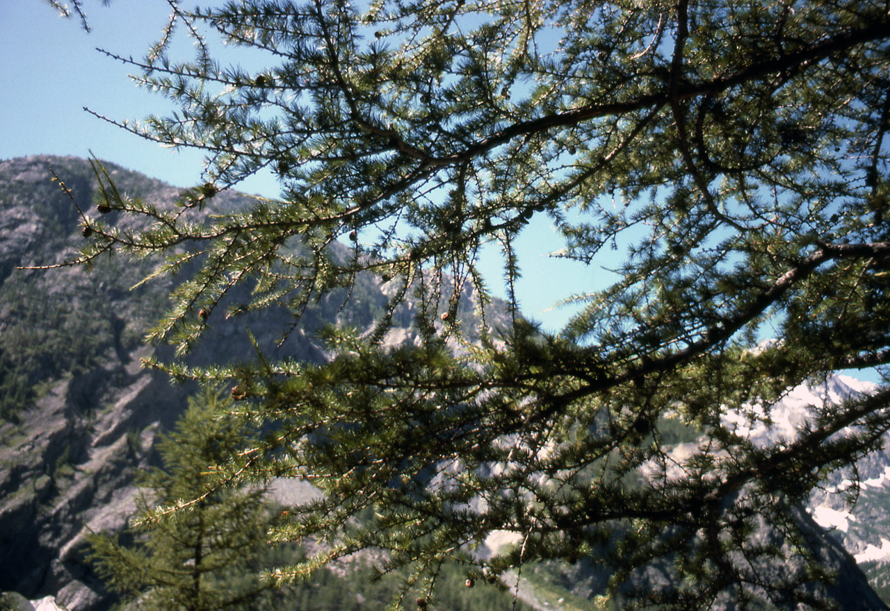 Fonds d'cran Nature Arbres - Forts 