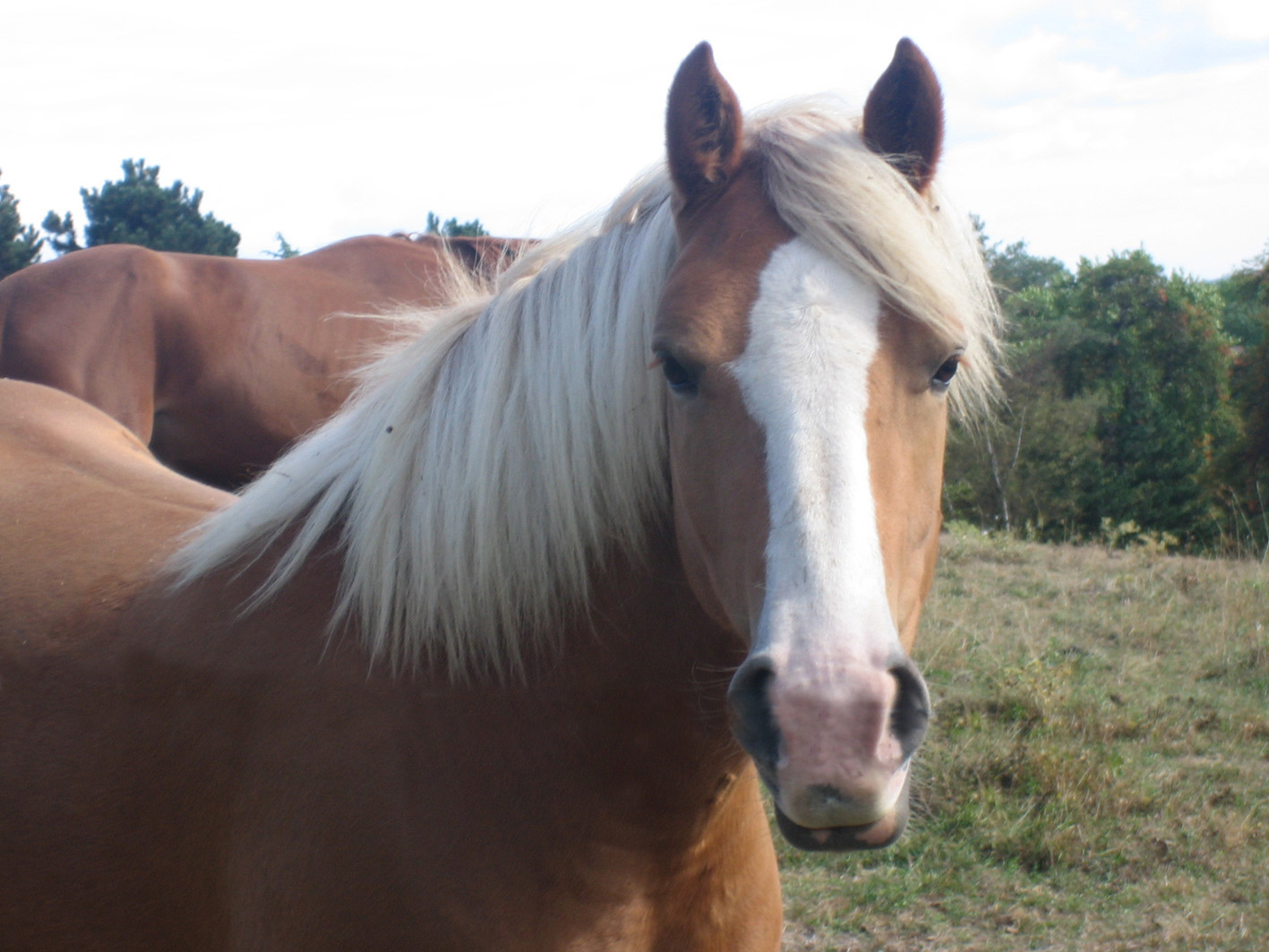 Fonds d'cran Animaux Chevaux Rencontre amicale