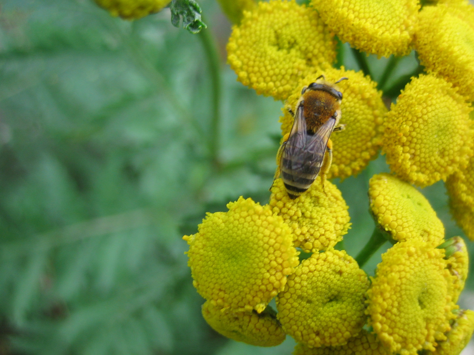 Fonds d'cran Animaux Insectes - Abeilles Gupes ... Pas folle la gupe