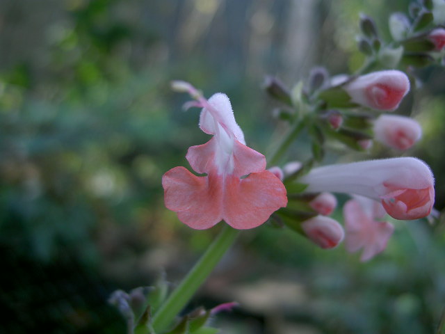 Wallpapers Nature Flowers 