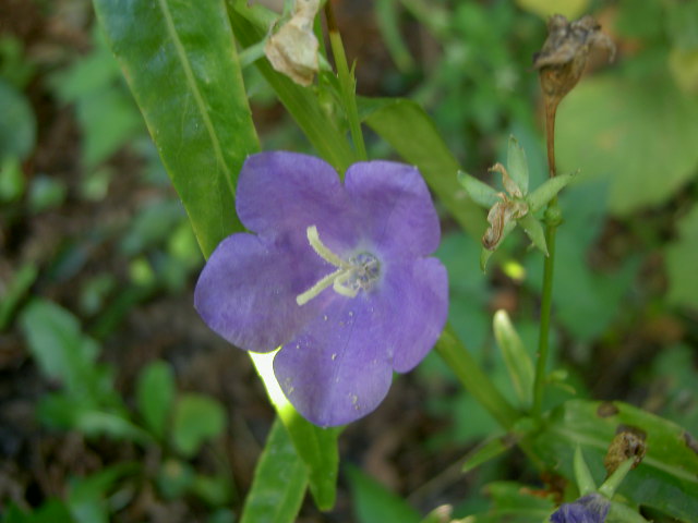 Fonds d'cran Nature Fleurs 