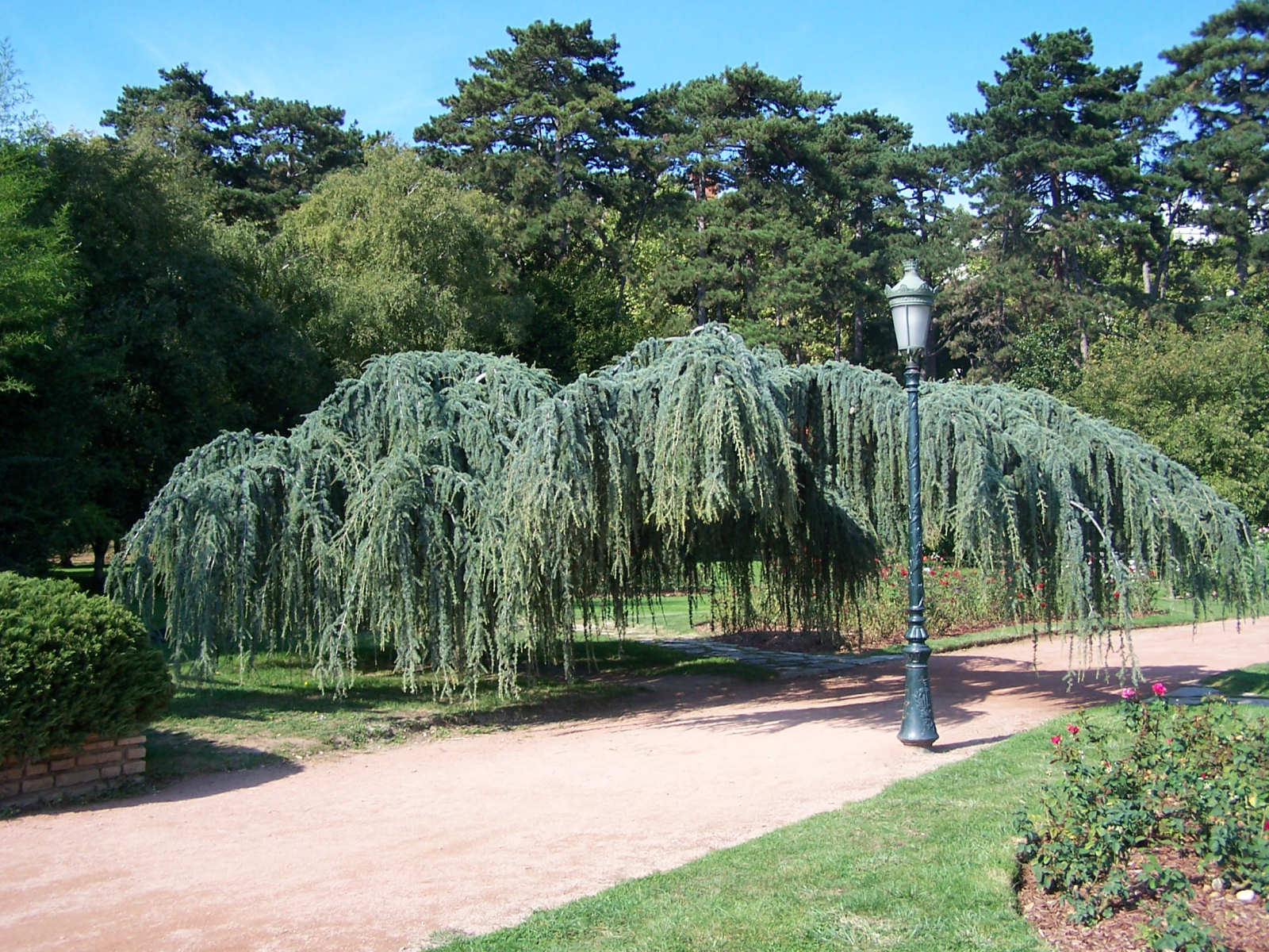 Fonds d'cran Nature Arbres - Forts 