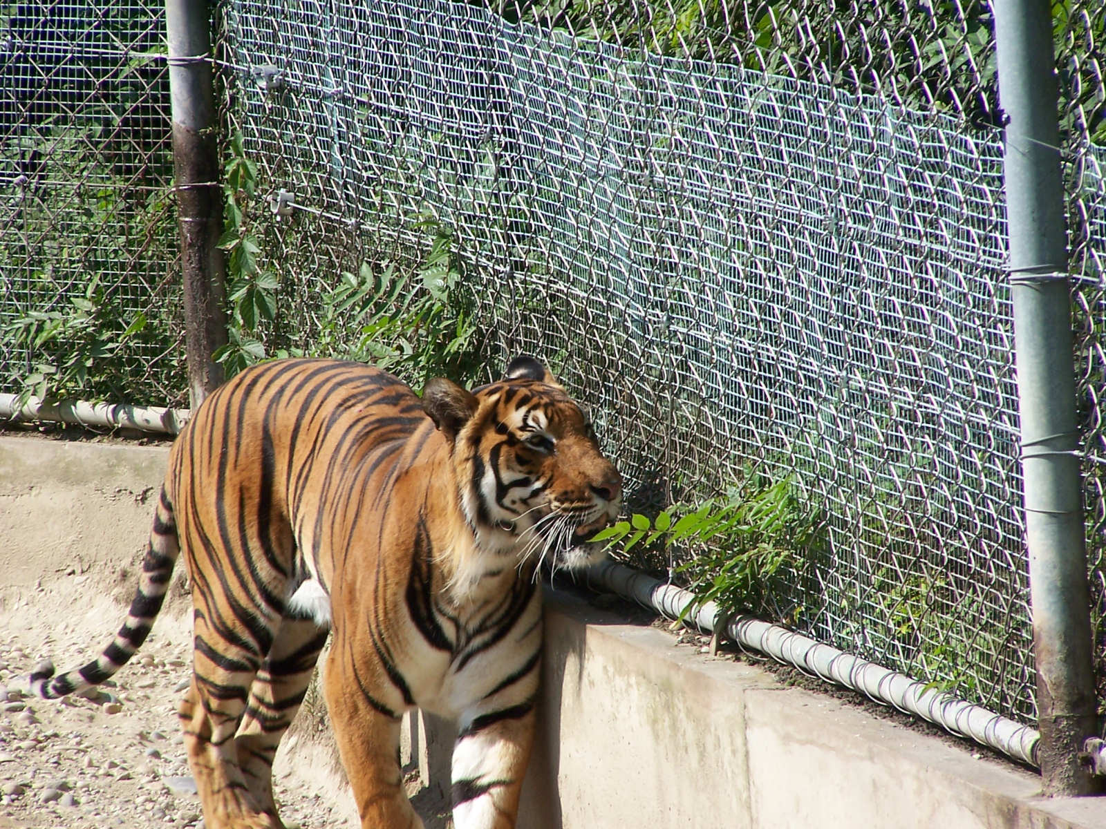 Fonds d'cran Animaux Flins - Tigres 