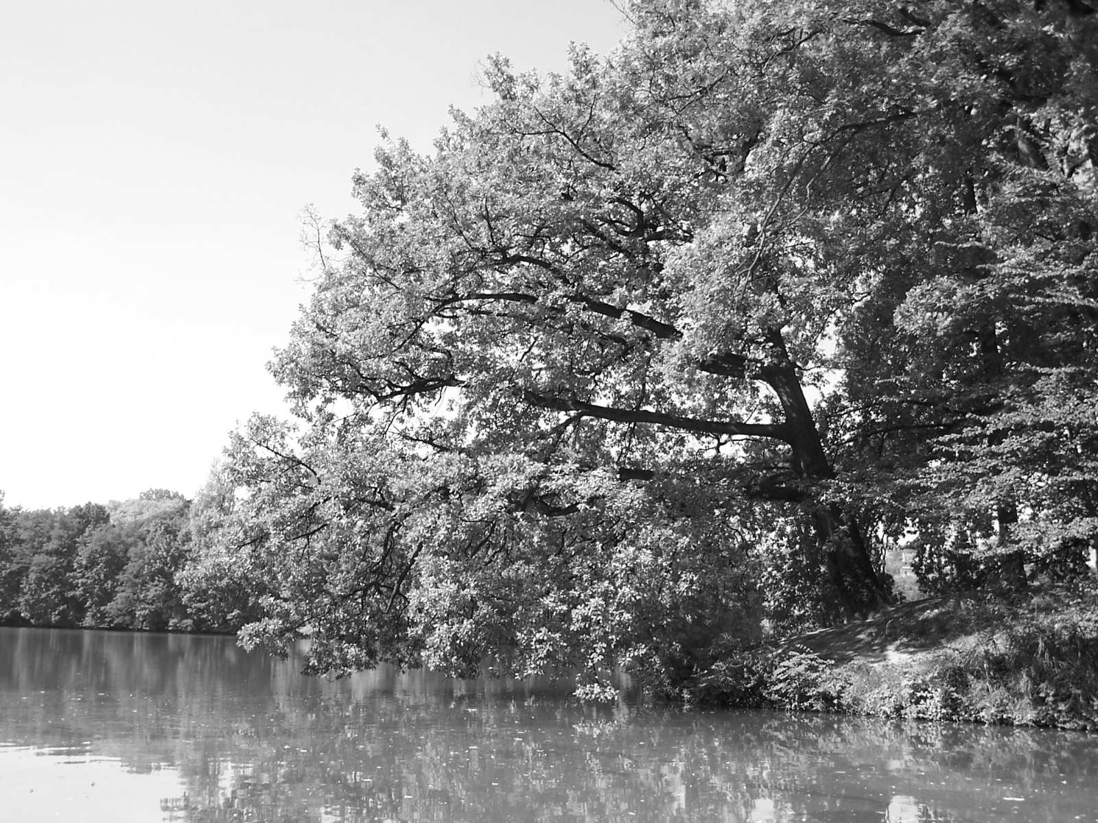 Fonds d'cran Nature Noir et Blanc 