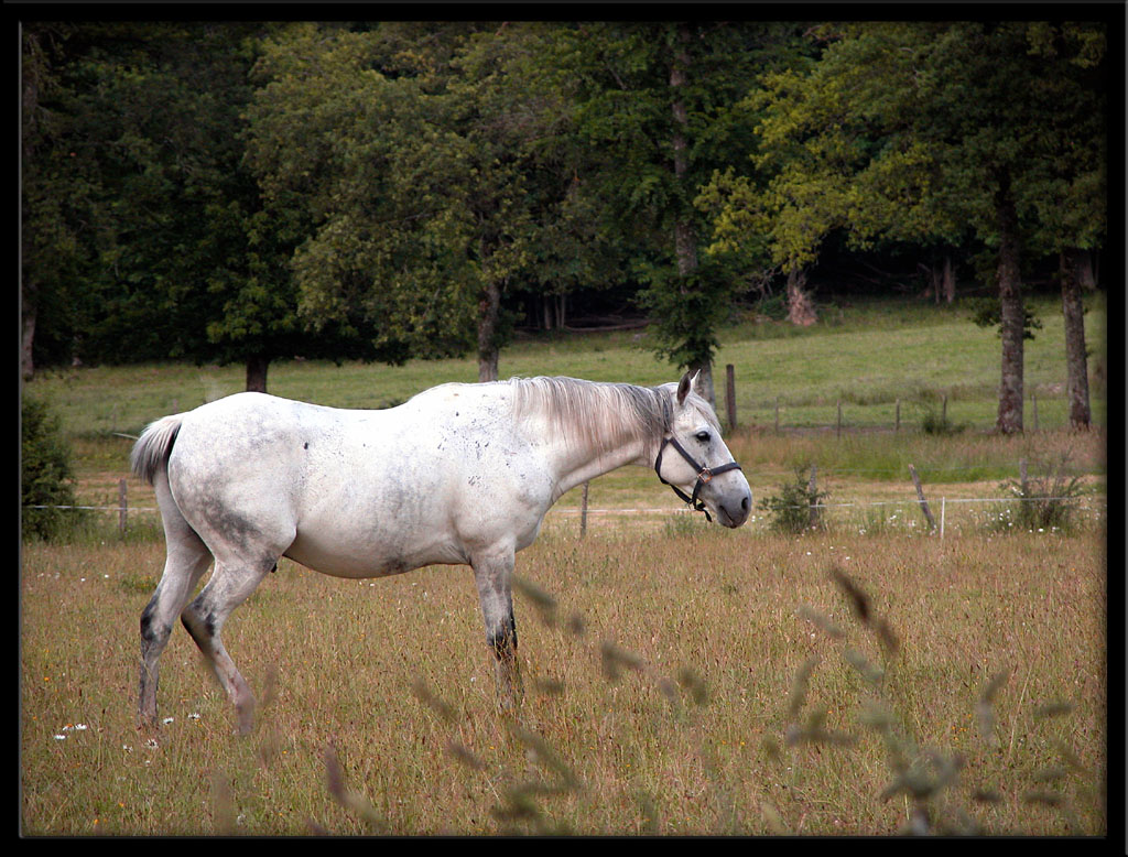 Wallpapers Animals Horses Cheval