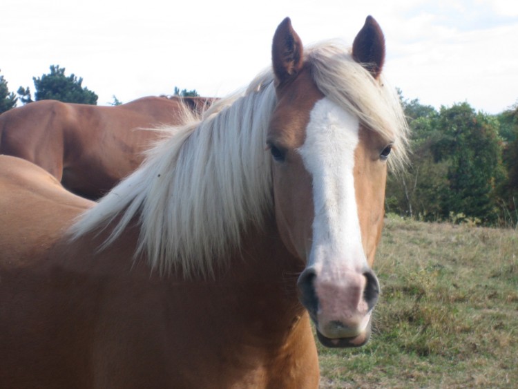 Fonds d'cran Animaux Chevaux Rencontre amicale