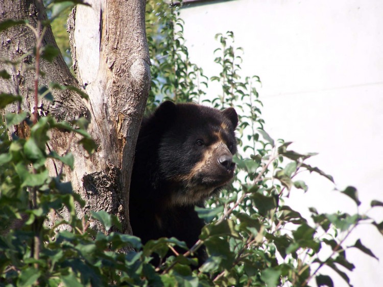 Fonds d'cran Animaux Ours Ours perch