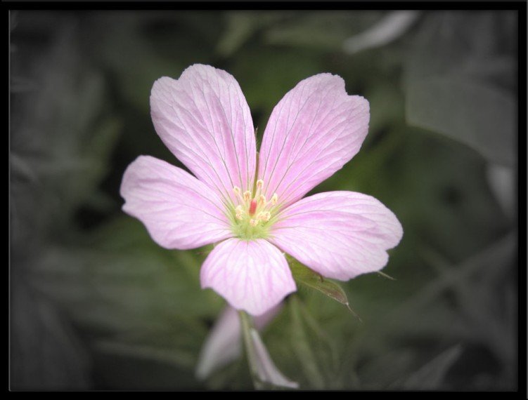 Wallpapers Nature Flowers Une touche de couleur...