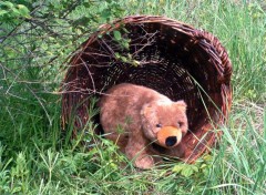 Fonds d'cran Objets Petit Ours commence  chercher un abri pour l'hiver...