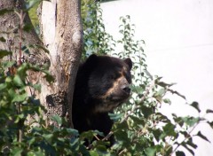 Fonds d'cran Animaux Ours perch