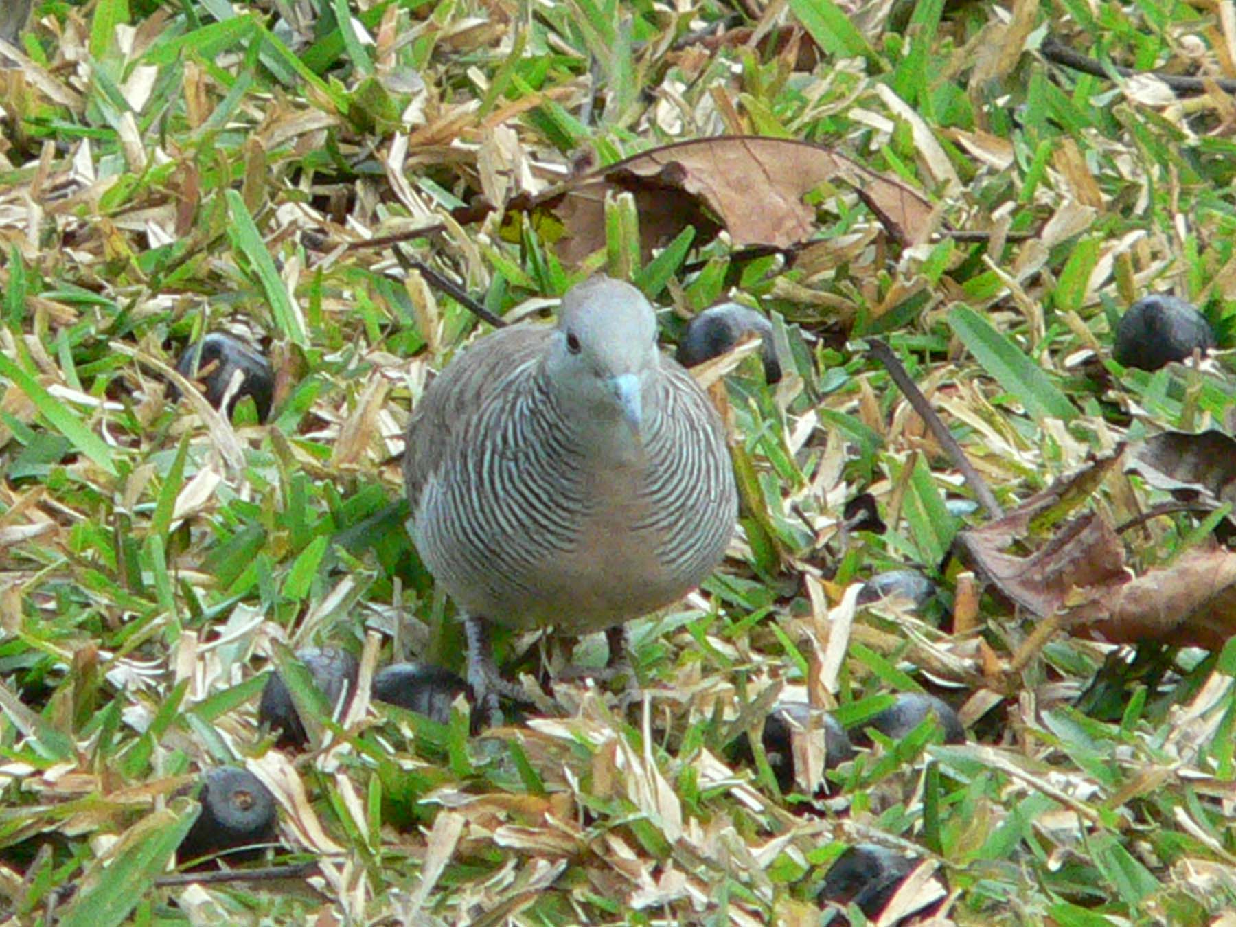 Wallpapers Animals Birds - Pigeons and Doves tourterelle