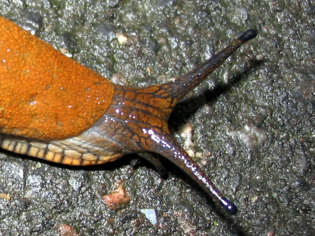 Fonds d'cran Animaux Escargots - Limaces La limace c'est beurk...