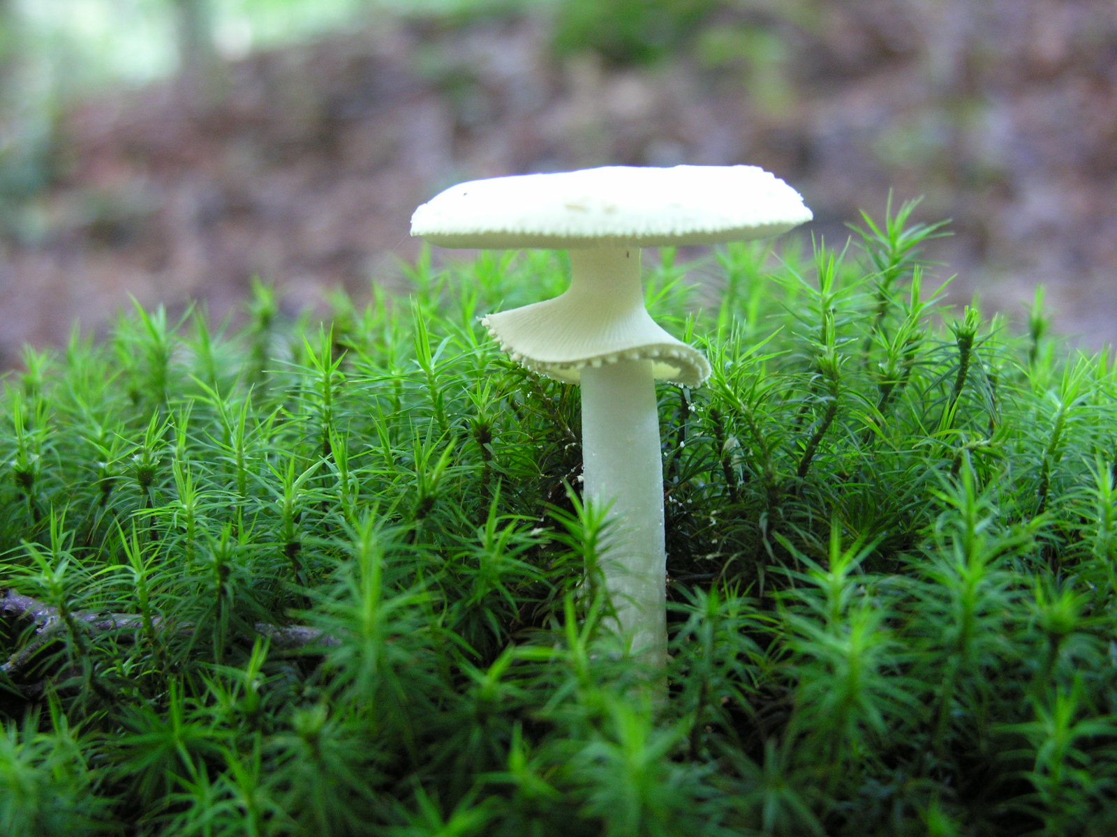 Fonds d'cran Nature Champignons 