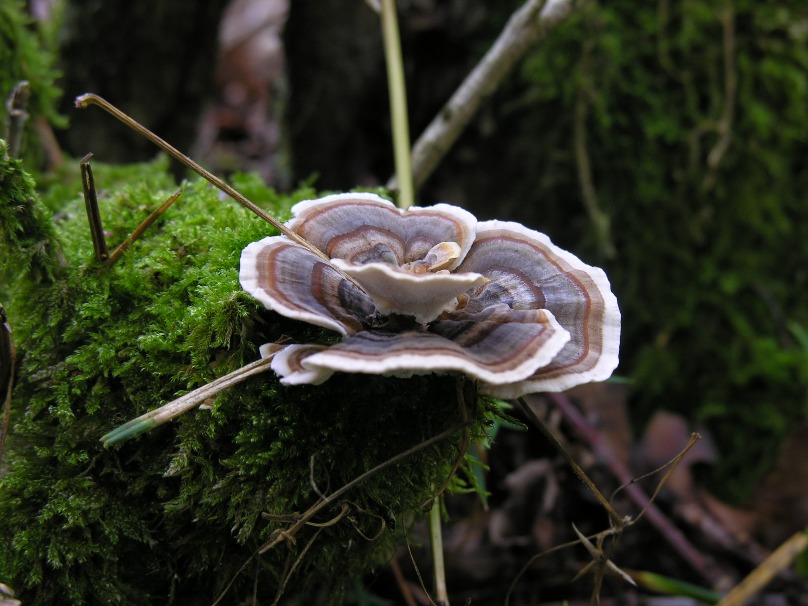 Fonds d'cran Nature Champignons 