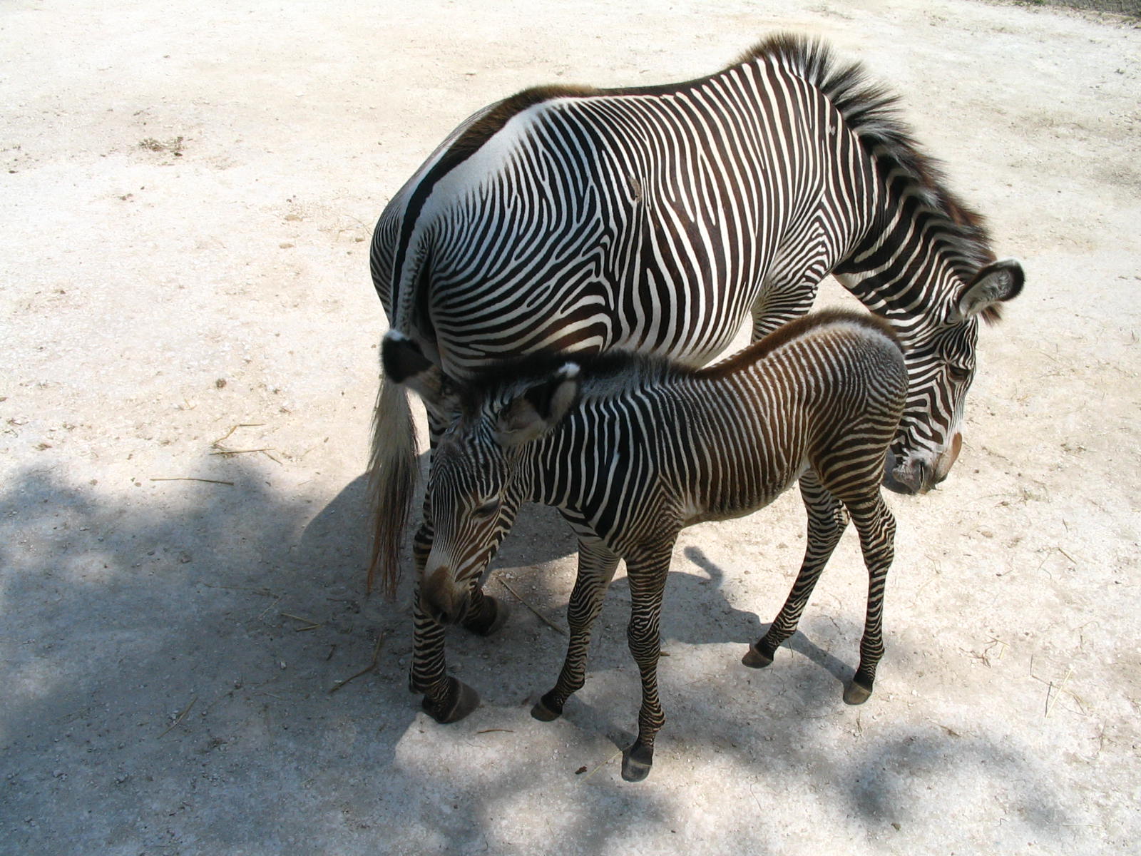 Wallpapers Animals Zebras Bebe zebre et sa maman