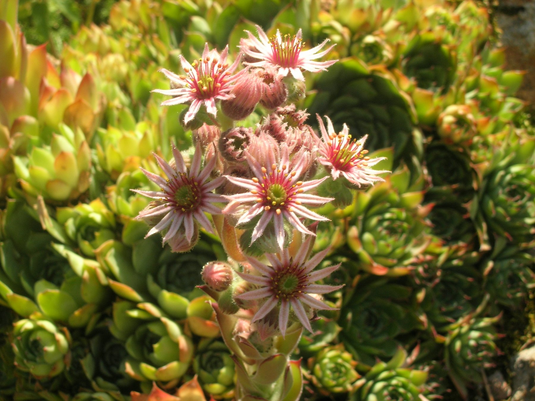 Fonds d'cran Nature Fleurs Artichauts