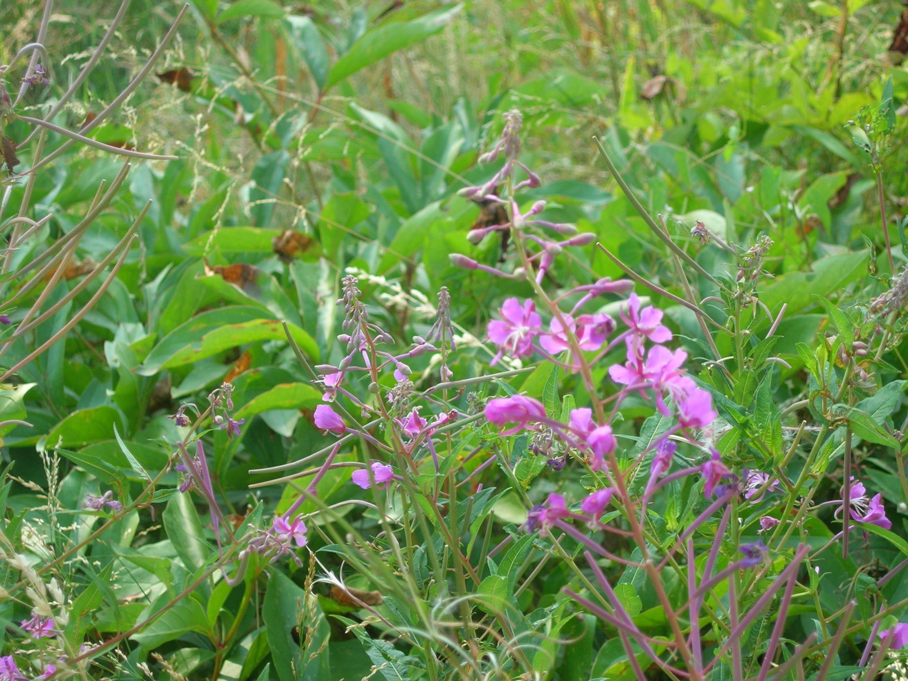 Fonds d'cran Nature Fleurs Epilobium