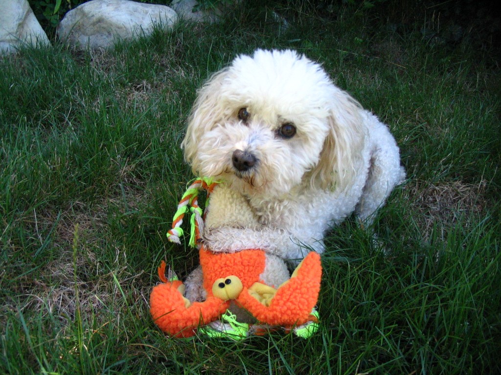 Fonds d'cran Animaux Chiens Charly!