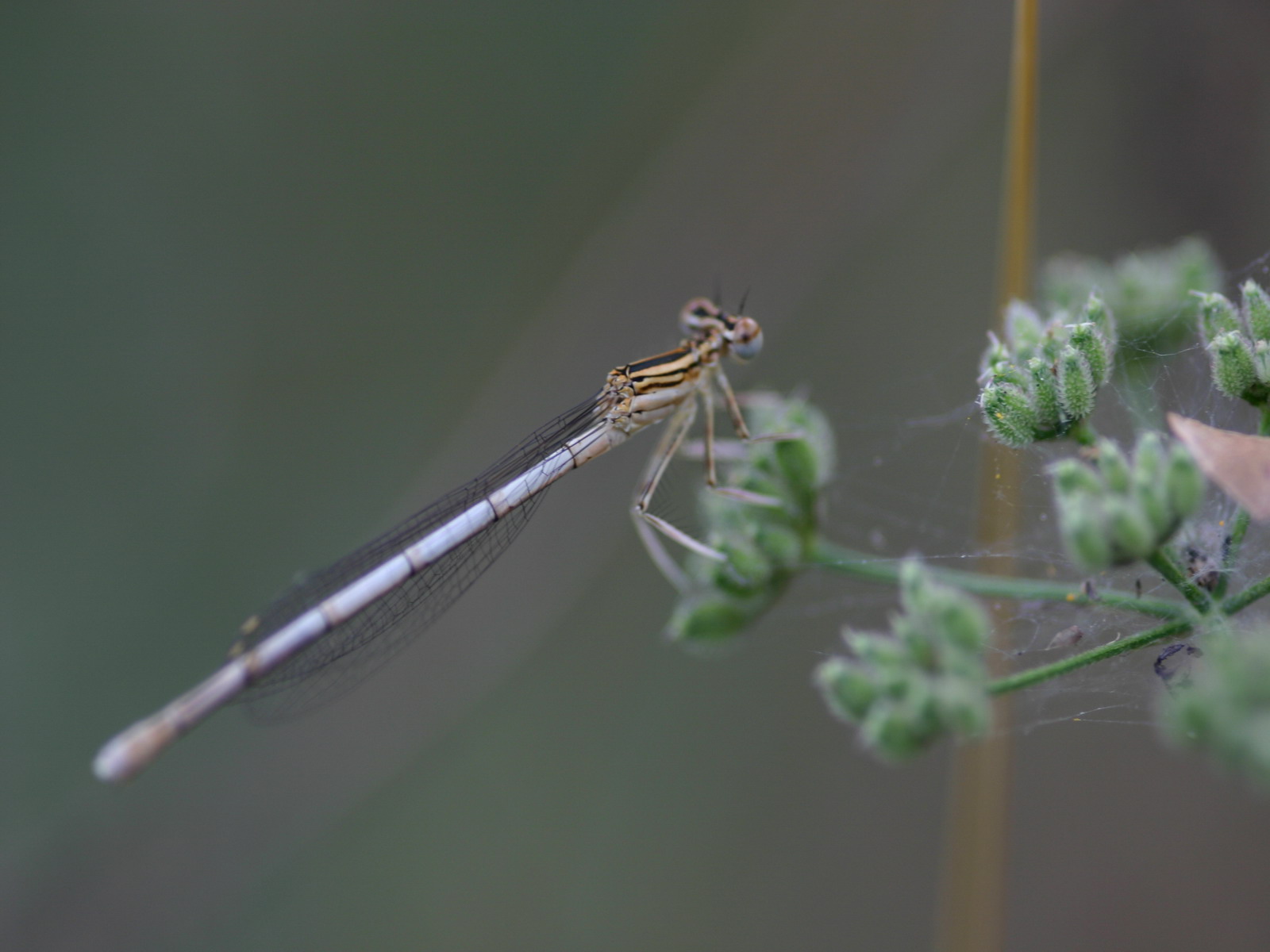 Fonds d'cran Animaux Insectes - Libellules 