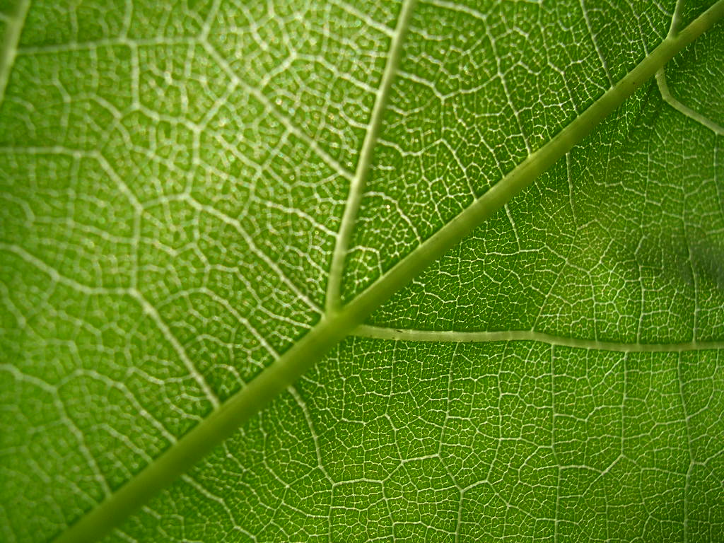 Fonds d'cran Nature Feuilles - Feuillages Feuille de vigne