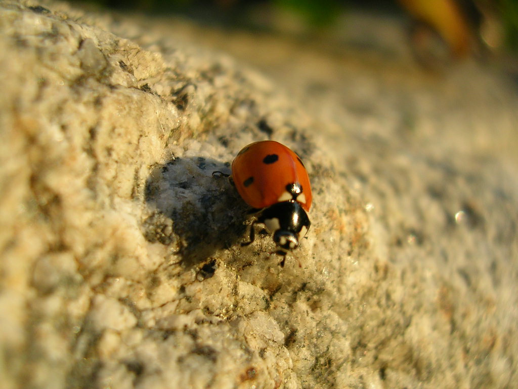 Fonds d'cran Animaux Insectes - Coccinelles Coccinelle