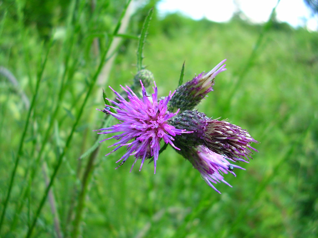 Wallpapers Nature Flowers Au hasard d'un chemin......une rencontre.