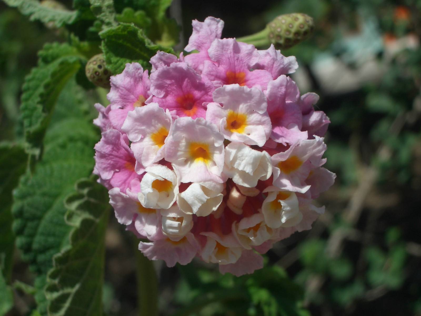 Fonds d'cran Nature Fleurs 