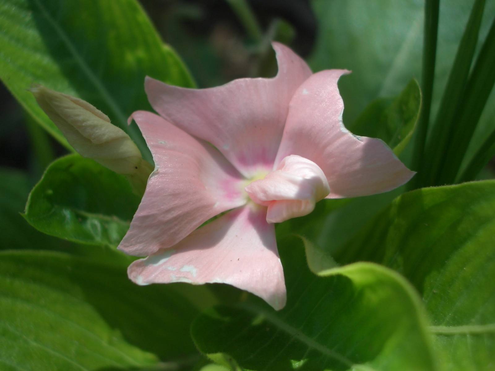 Fonds d'cran Nature Fleurs 