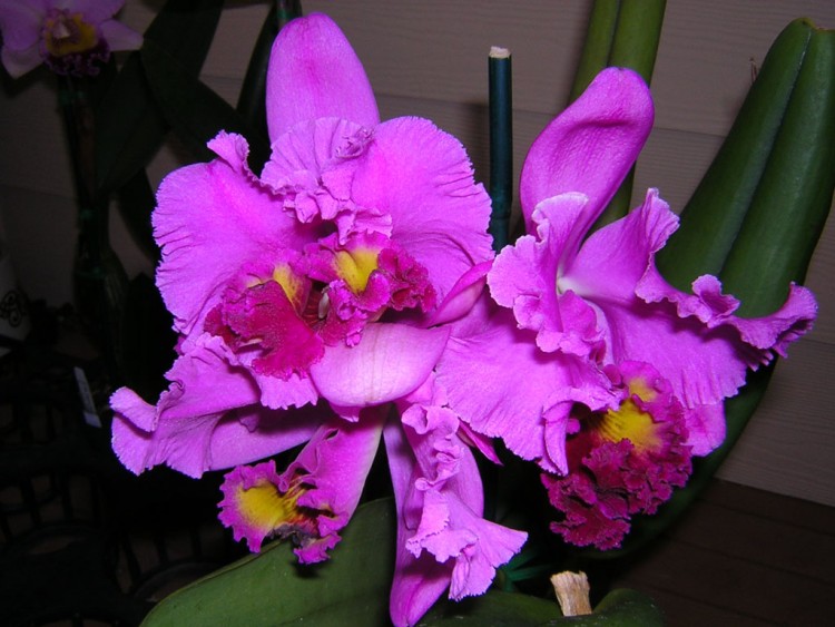 Fonds d'cran Nature Fleurs orchide