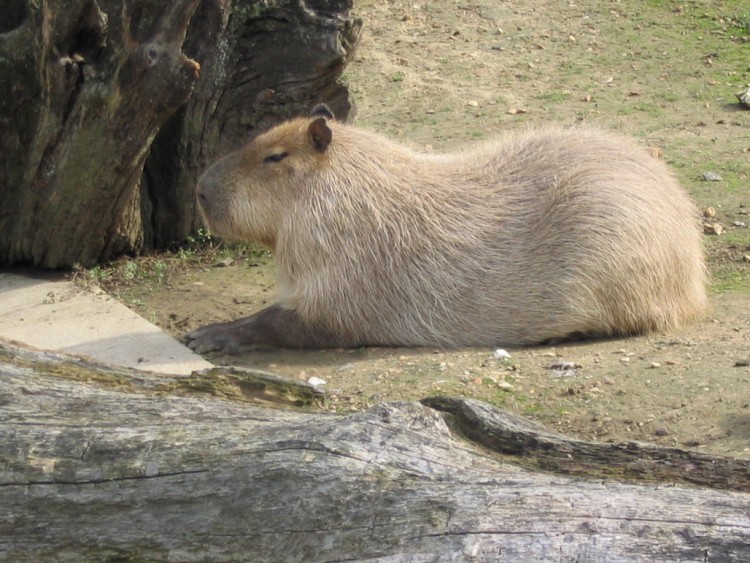 Fonds d'cran Animaux Rongeurs - Divers Alors