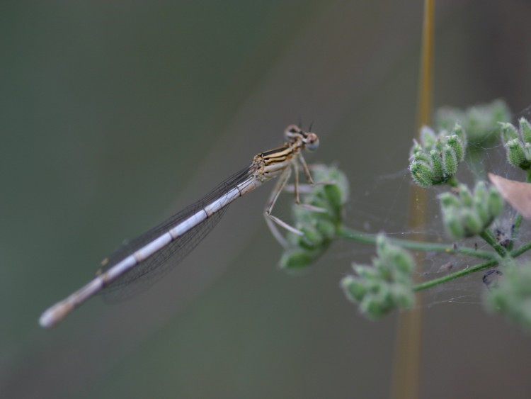 Wallpapers Animals Insects - Dragonflies Wallpaper N116153