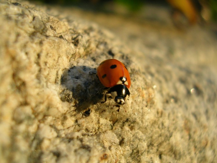 Fonds d'cran Animaux Insectes - Coccinelles Coccinelle