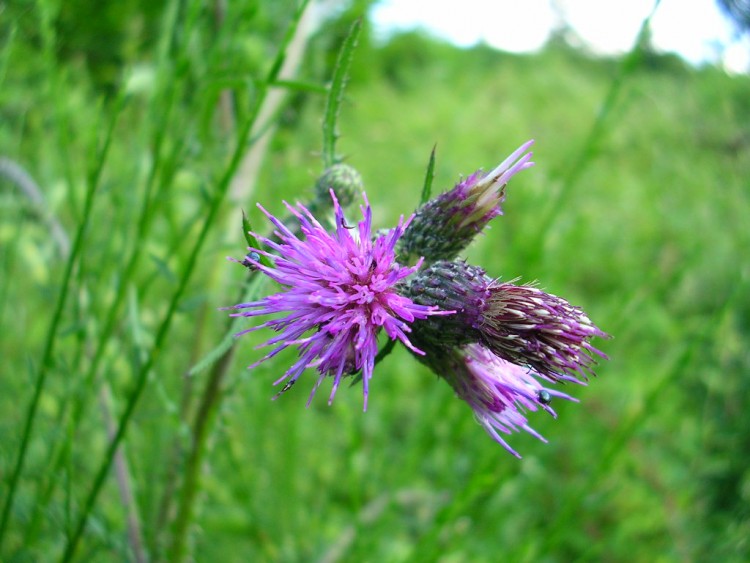 Wallpapers Nature Flowers Au hasard d'un chemin......une rencontre.