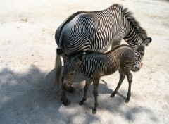 Fonds d'cran Animaux Bebe zebre et sa maman