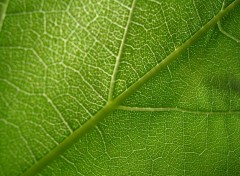 Fonds d'cran Nature Feuille de vigne